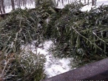У лісництві на Волині виявили чоловіка, який встиг зрубати понад 3 десятки новорічних дерев