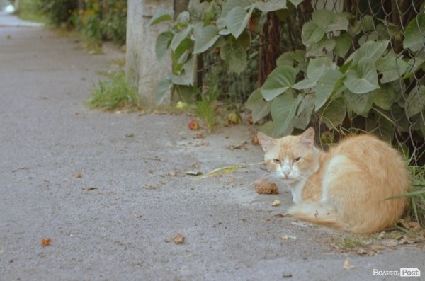 Цей навіть не ворухнувся