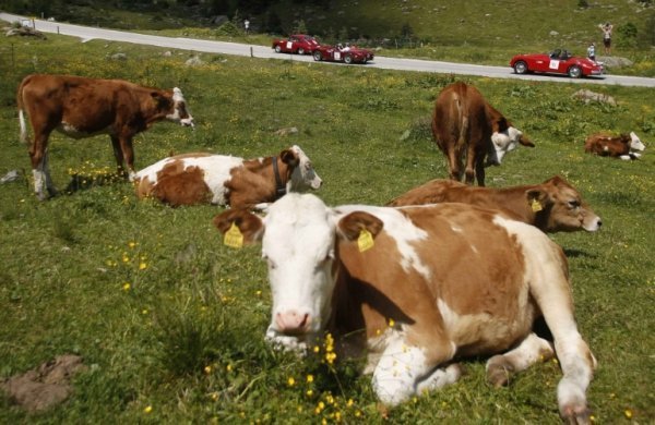 В Австрії ‒ гонки ретро-автомобілів. ФОТО