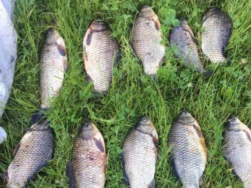 У Луцькому районі активісти разом з рибалками-любителями «здали» інспекторам браконьєра