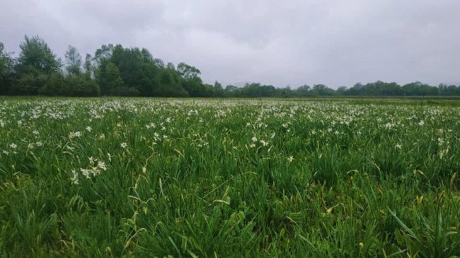 На Закарпатті уже цвіте Долина нарцисів. ФОТО