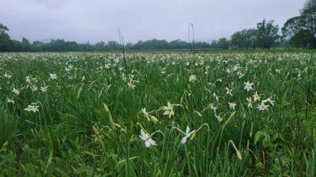 На Закарпатті уже цвіте Долина нарцисів. ФОТО