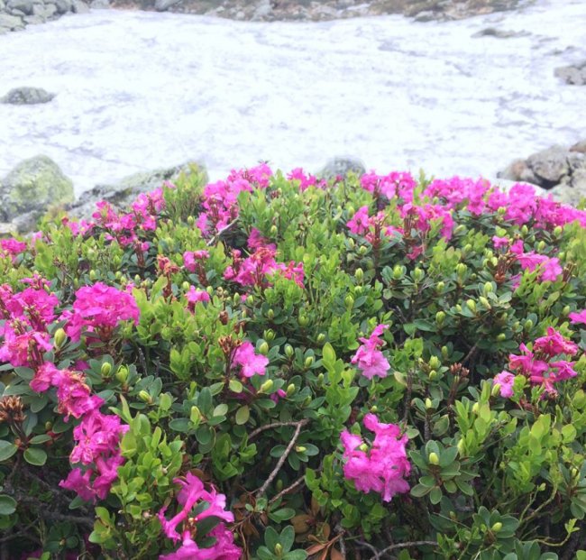 Луцький атовець показав, як цвіте червона рута. ФОТО