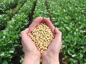 Земельний скандал: волинянин змолотив 14 гектарів чужої сої, вини не визнає. ВІДЕО