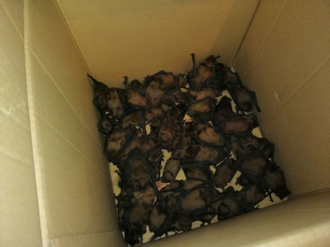 Волиняни врятували майже сотню кажанів, які зимували у щілинах вікон. ФОТО