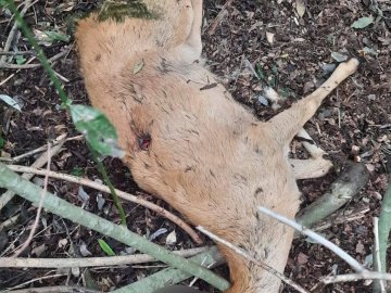 На Волині знайшли вбитими лося та самця козулі. ФОТО