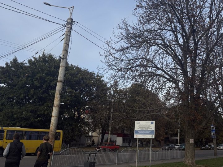 Отруєні дерева біля Київського майдану в Луцьку: що кажуть екологи
