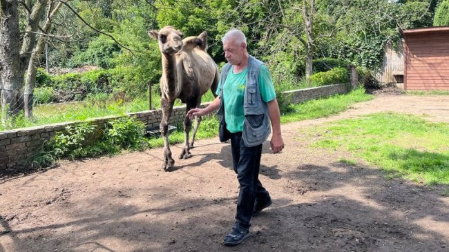 Показали маленьке верблюжа, яке народилося у Луцькому зоопарку. ВІДЕО