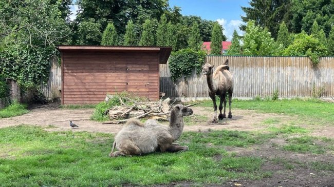 Показали маленьке верблюжа, яке народилося у Луцькому зоопарку. ВІДЕО