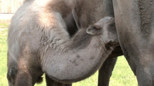 Показали маленьке верблюжа, яке народилося у Луцькому зоопарку. ВІДЕО