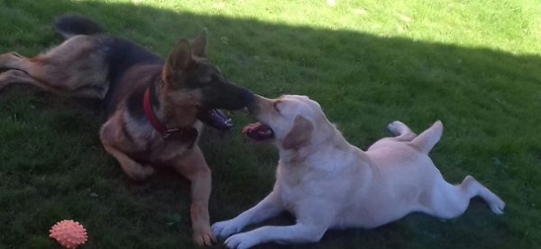 Фото «котячо-собачого» хіт-параду від Луцького зоопарку (част. 3)