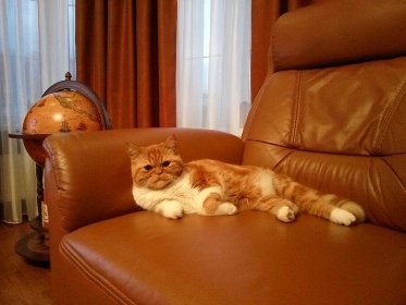 Фото «котячо-собачого» хіт-параду від Луцького зоопарку (част. 3)