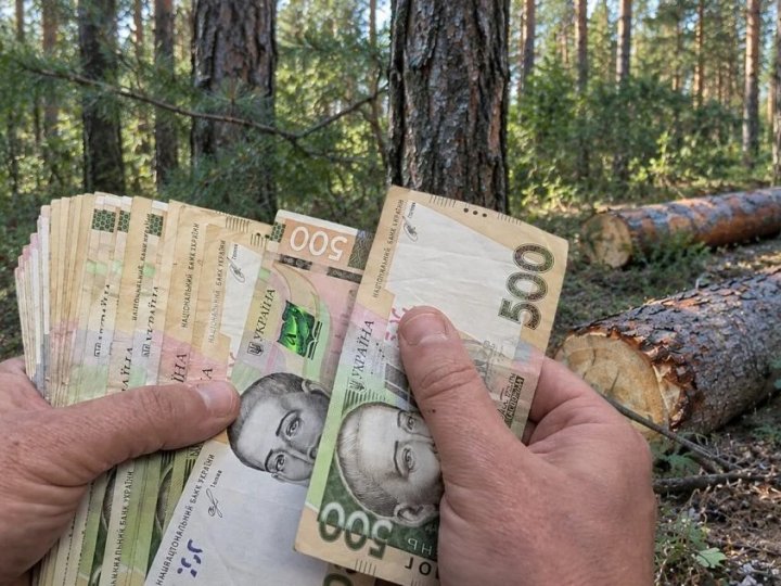 На Волині «Ліси України» заплатять пів мільйона гривень за дві сосни, які не вберегли