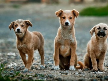 Хвостаті безхатьки: яка ситуація з бездомними тваринами у Луцьку