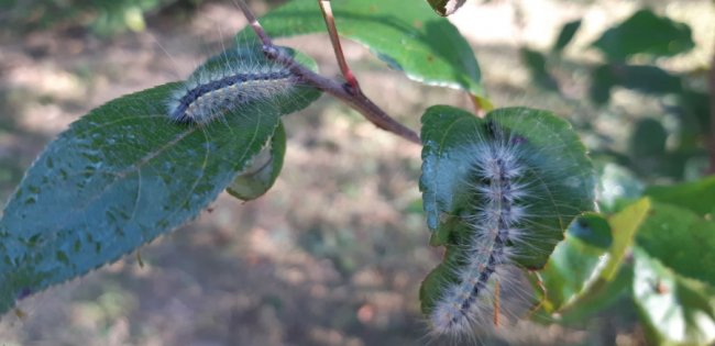 У місті на Волині – нашестя «волохатої гусені». ФОТО