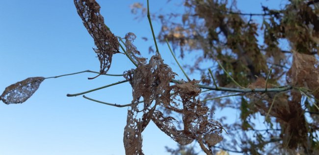 У місті на Волині – нашестя «волохатої гусені». ФОТО