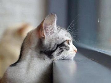 Погода у Луцьку та Волинській області на завтра, 27 листопада