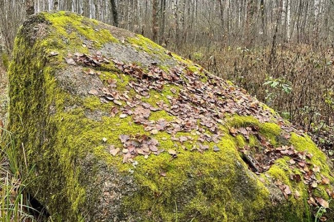 Свідок льодовикової епохи: в нацпарку на Волині досліджують тисячолітній камінь