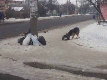 Лучан покарають за винесення сміття на тротуари