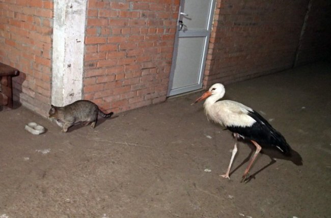 На Волині лелека на зиму оселився в конюшні. ВІДЕО