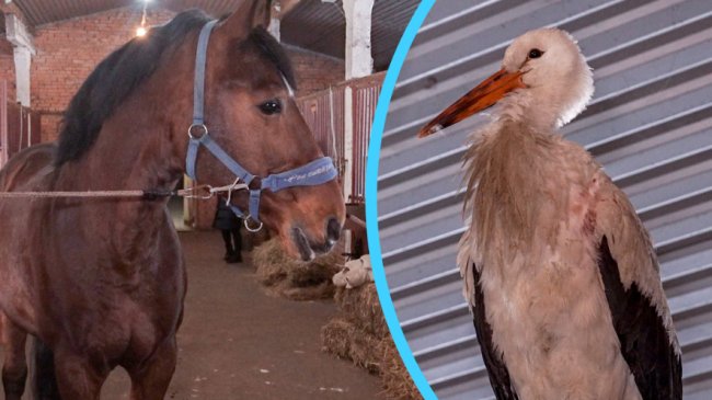 На Волині лелека на зиму оселився в конюшні. ВІДЕО