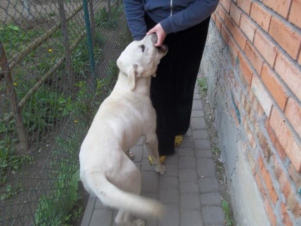 У Луцькому районі працює «собачий готель». ФОТО