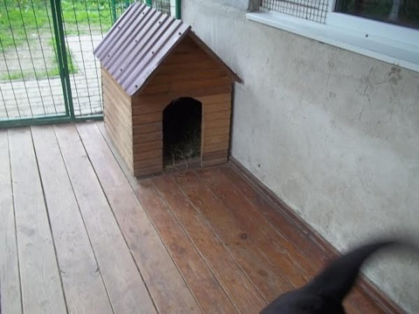 У Луцькому районі працює «собачий готель». ФОТО