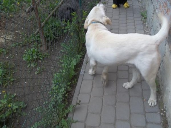 У Луцькому районі працює «собачий готель». ФОТО