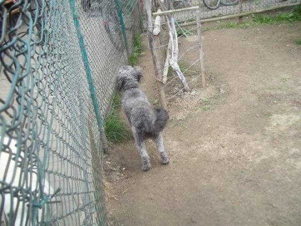 У Луцькому районі працює «собачий готель». ФОТО