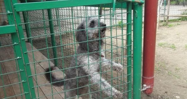 У Луцькому районі працює «собачий готель». ФОТО