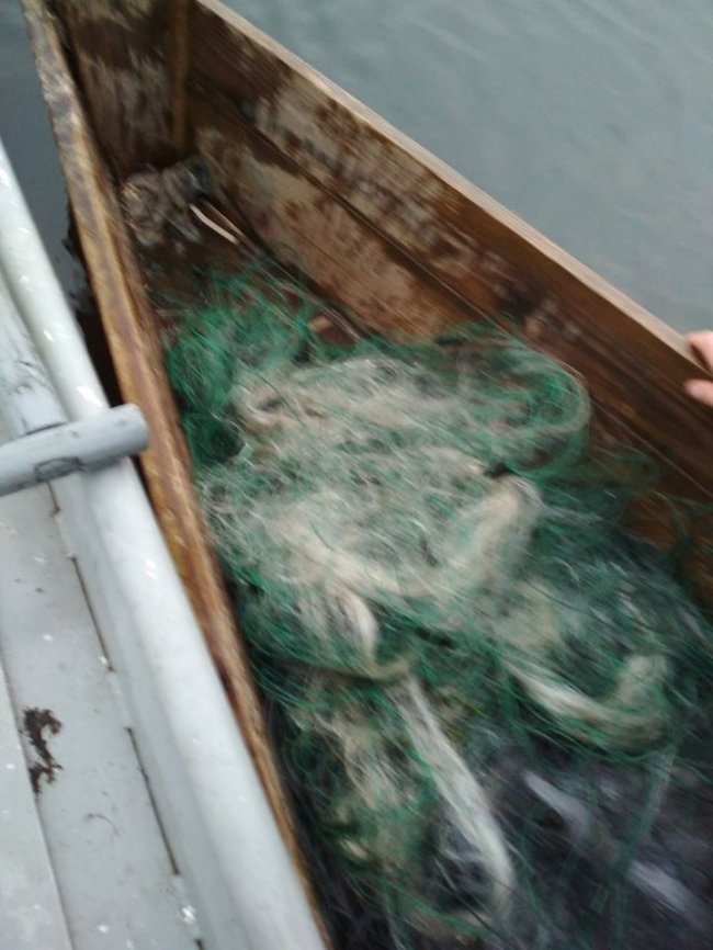 На території волинського заказника браконьєри ловили сіткою щук. ФОТО