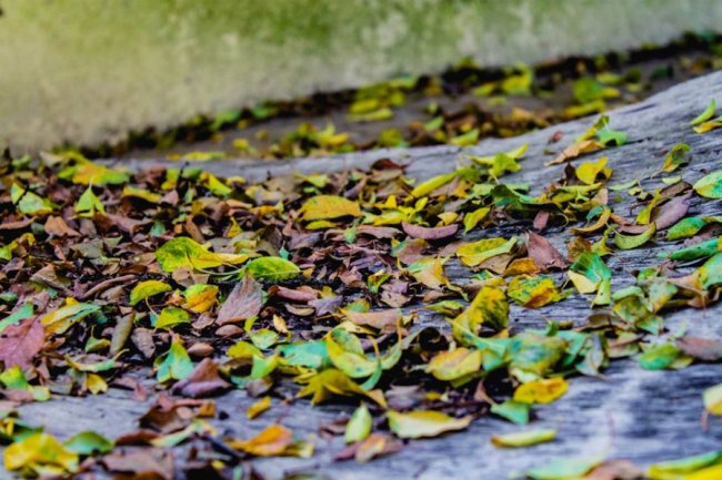 Луцька фотографка показала, як «наслідила» осінь