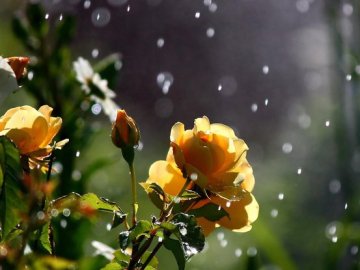 Якою буде погода на Волині завтра, 11 липня