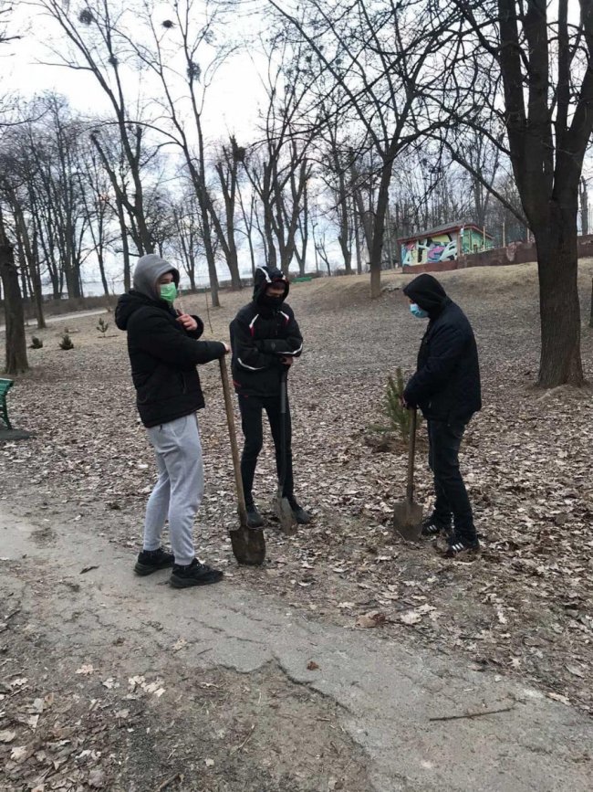 На Волині юнаків, які познущались над молодим деревцем, змусили висадити у парку 15 сосен  