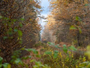 У «Цуманській пущі» відкрили нову екостежку. ФОТО