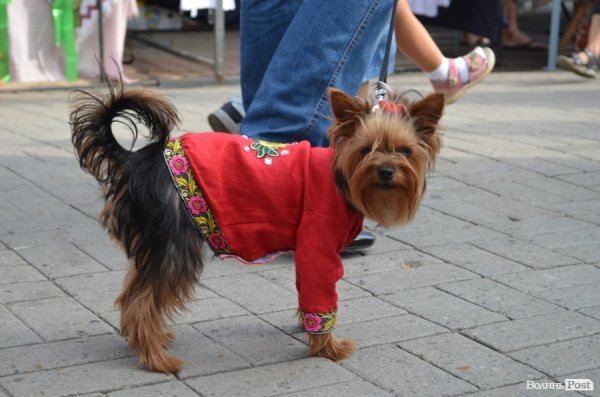 Як Луцьк гуляв День Незалежності. ФОТО 