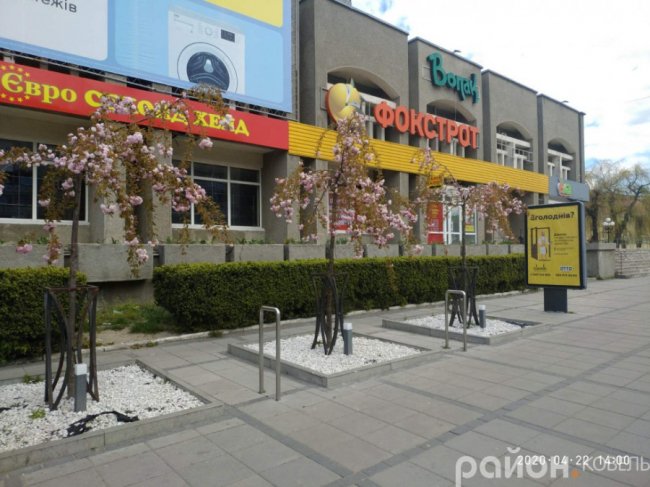 Показали, як у Ковелі цвітуть сакури. ФОТО