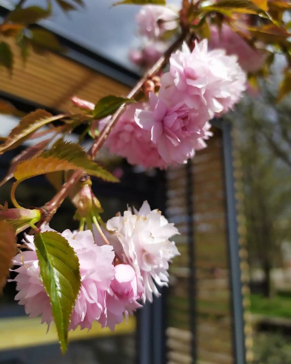 Показали, як у Ковелі цвітуть сакури. ФОТО