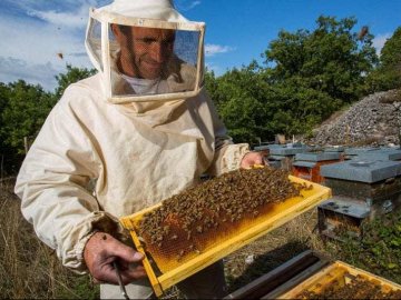 Волинським аграріям та пасічниками розповіли, як не отруїти бджіл пестицидами
