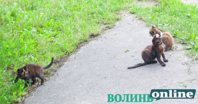 Коти на луцьких вулицях. ФОТО