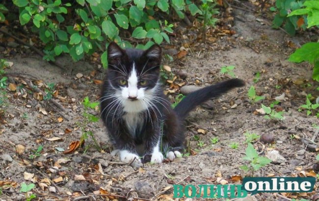 Коти на луцьких вулицях. ФОТО