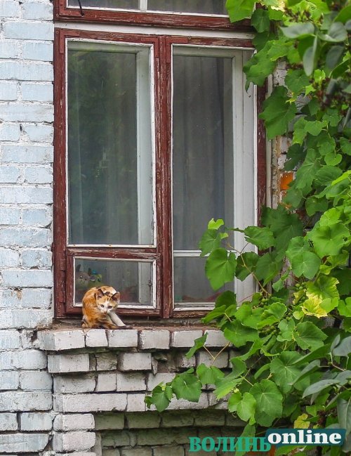 Коти на луцьких вулицях. ФОТО