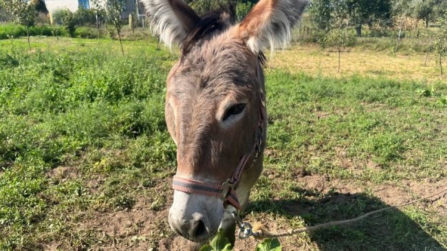 Волинянин на своїй мініфермі готовий прихистити евакуйованих тварин з областей, де тривають бойові дії