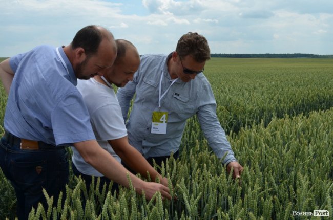 Аграрна еліта серед пшеничних колосків: на Волині – День поля. ФОТО