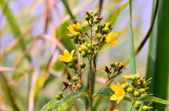 Рідкісна краса: фото червонокнижних рослин «Цуманської пущі»