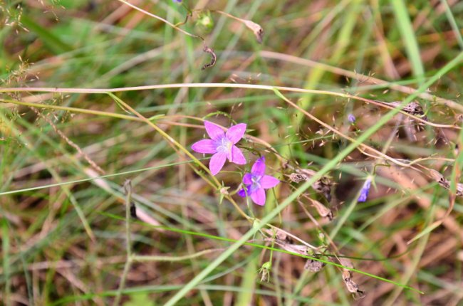 Рідкісна краса: фото червонокнижних рослин «Цуманської пущі»