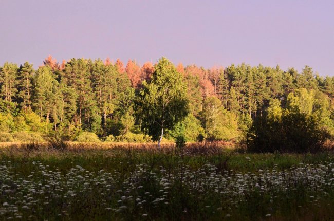 Рідкісна краса: фото червонокнижних рослин «Цуманської пущі»