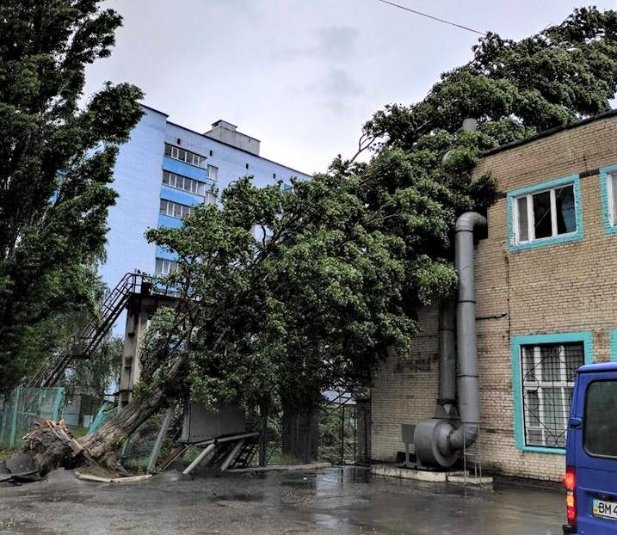 У Сумах буревій повалив дерева на автомобілі та будинки. ФОТО