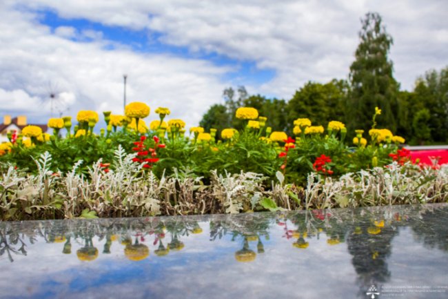 У місті шахтарів на Волині висадили сто тисяч квітів