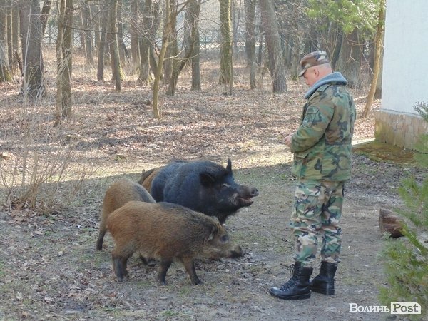 В лісі на Волині знайшли рештки зубра. ФОТО